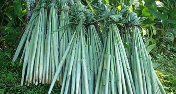 Grain Sorghum Stalk In Brine